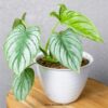 philodendron mamei