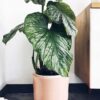 philodendron mamei