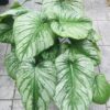 philodendron mamei