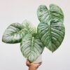 philodendron mamei