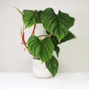 philodendron plowmanii