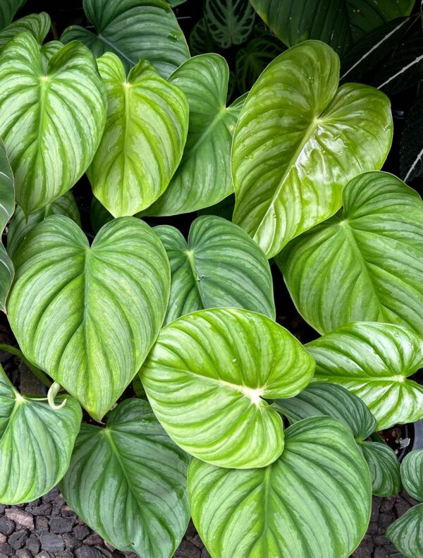 philodendron plowmanii