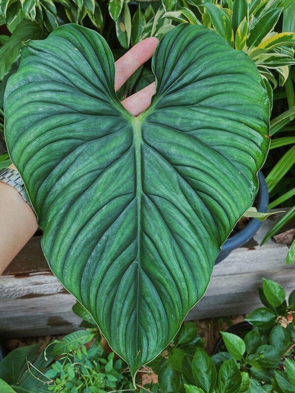 philodendron plowmanii black face