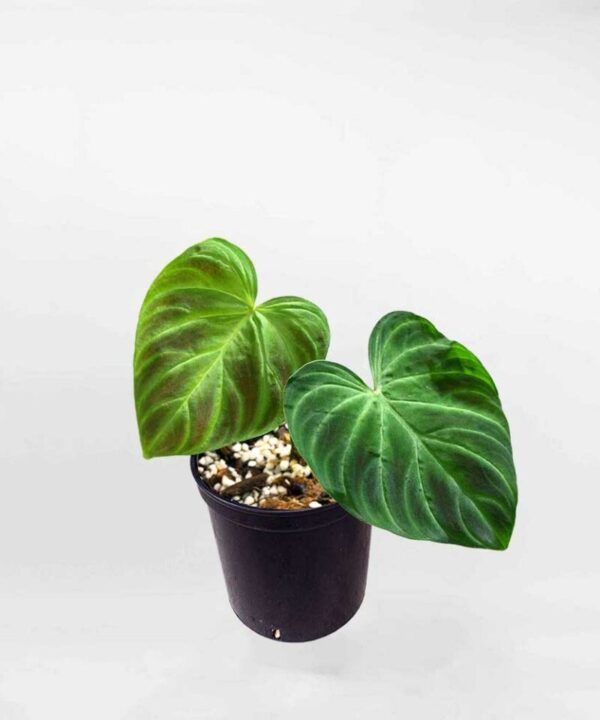 philodendron-verrucosum