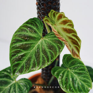 philodendron-verrucosum