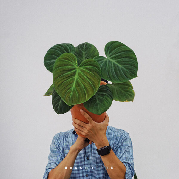 philodendron_el_choco_red