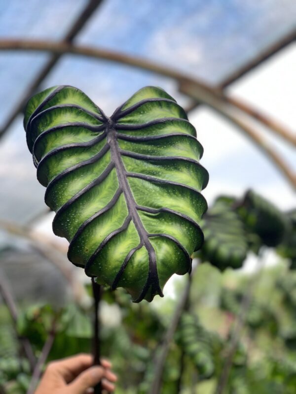 Colocasia Esculenta Pharaoh's Mask