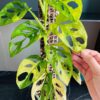 Monstera Adansonii Giant Aurea Variegated