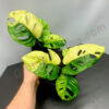 Monstera Adansonii Giant Aurea Variegated