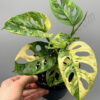 Monstera Adansonii Giant Aurea Variegated