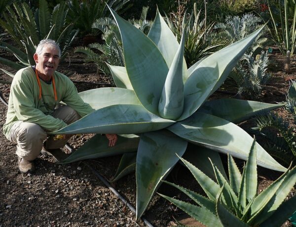 Agave guiengola