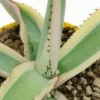 Agave guiengola