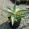 Agave guiengola
