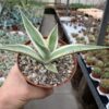 Agave guiengola