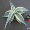Agave guiengola