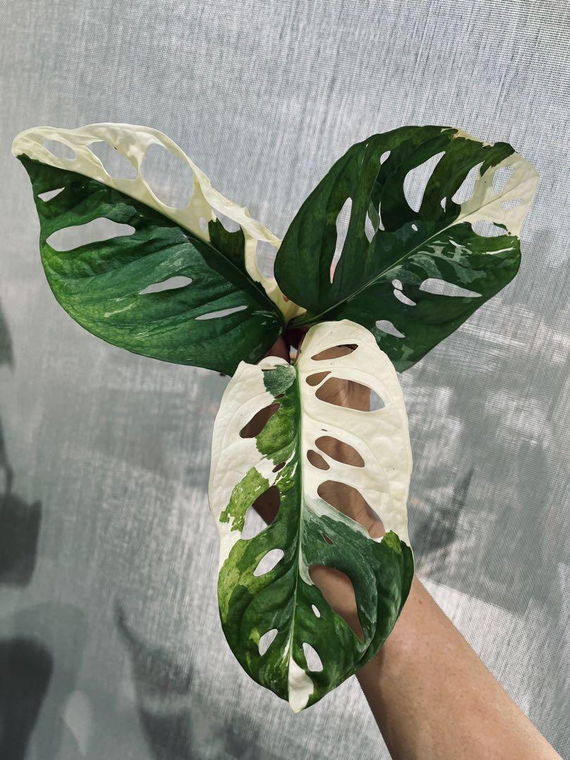 Monstera Adansonii