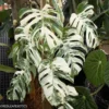Kla.vn-Monstera Deliciosa Albo Variegated