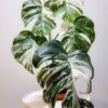 Kla.vn-Monstera Deliciosa Albo Variegated