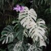 Kla.vn-Monstera Deliciosa Albo Variegated