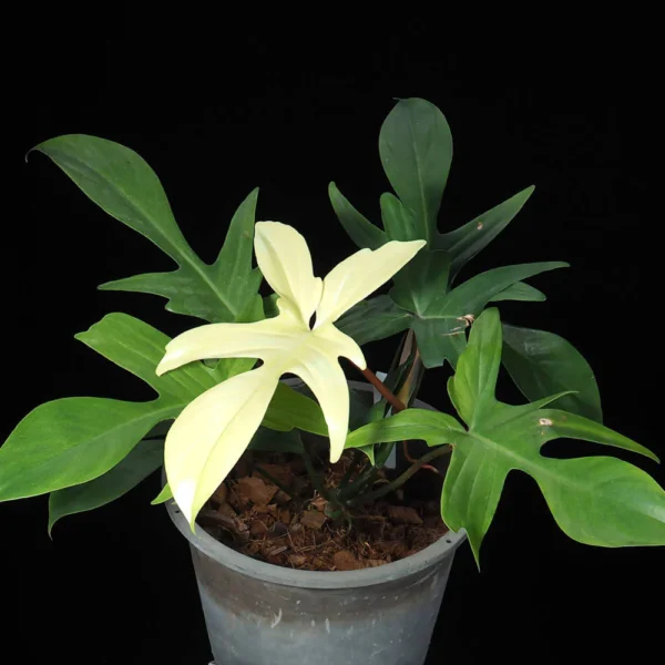 Philodendron-Florida-Ghost-Plant