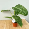 Philodendron Jose Buono