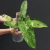 Philodendron Jose Buono