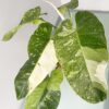 Philodendron Jose Buono