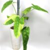 Philodendron Jose Buono