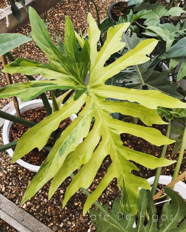 Philodendron Radiatum Variegated