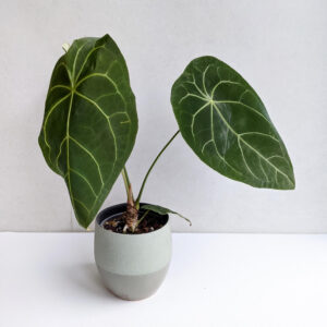 anthurium forgetii hybrid