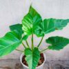 philodendron subincisum