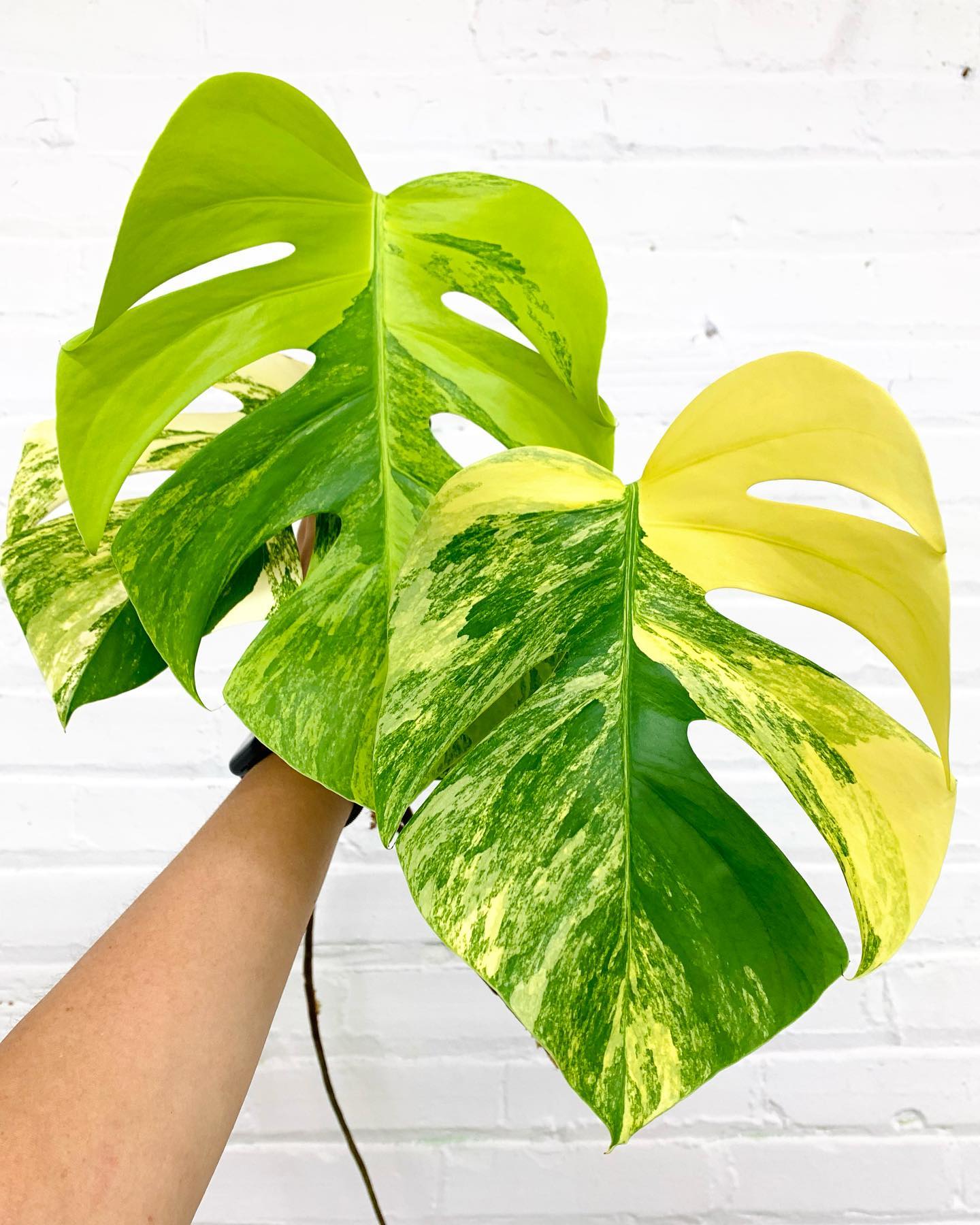 Monstera Borsigiana Aurea Variegated - Kla.vn - Lan tỏa màu xanh