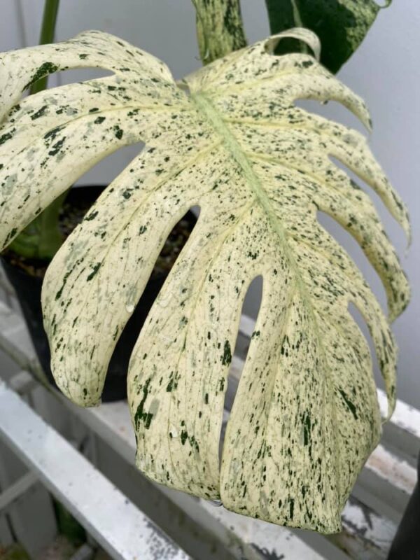 monstera deliciosa white monster