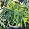Philodendron BipinnatifidumVariegated