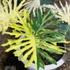 Philodendron BipinnatifidumVariegated