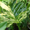 Philodendron BipinnatifidumVariegated