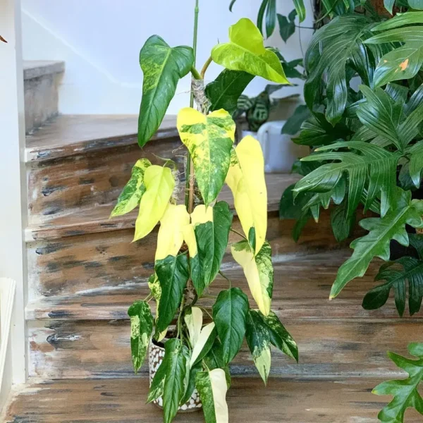 philodendron domesticum variegated