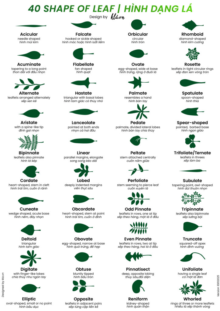 Leaf morphology hình thái học của lá, 40 hình dạng lá trong tự nhiên