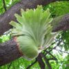 Platycerium coronarium-kla.vn-1