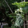 Platycerium coronarium-kla.vn-1