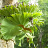 Platycerium coronarium-kla.vn-1
