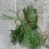 Platycerium coronarium-kla.vn-1