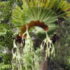 Platycerium_grande-kla.vn-4[1]