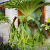Platycerium_grande-kla.vn-4[1]