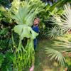 Platycerium_grande-kla.vn-4[1]