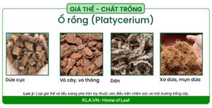 giá thể trồng platycerium