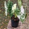 Alocasia Frydek variegated (var)