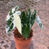 Alocasia Frydek variegated (var)