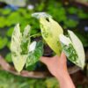 Alocasia Frydek variegated (var)