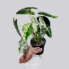 Alocasia Frydek variegated (var)